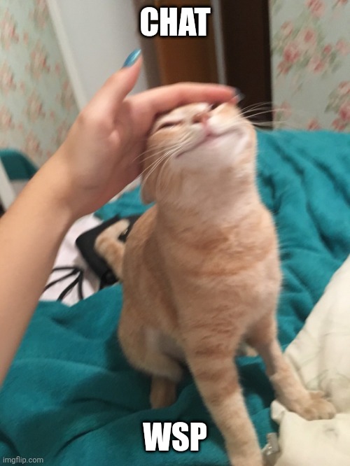 :3 | CHAT; WSP | image tagged in cat pat | made w/ Imgflip meme maker