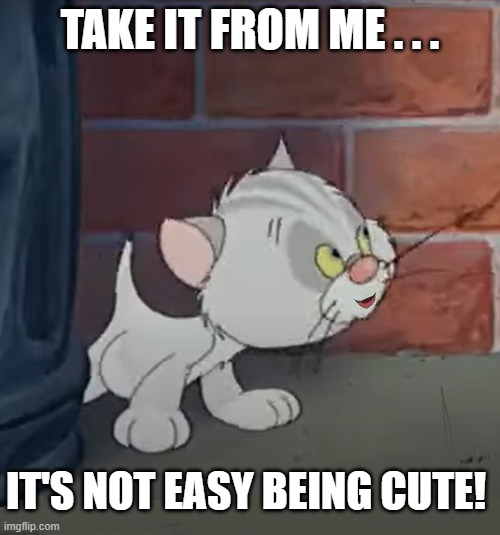 Bad Luck Blackie cute kitten 1 | TAKE IT FROM ME . . . IT'S NOT EASY BEING CUTE! | image tagged in bad luck blackie,kitten,cartoon,cute kitty | made w/ Imgflip meme maker