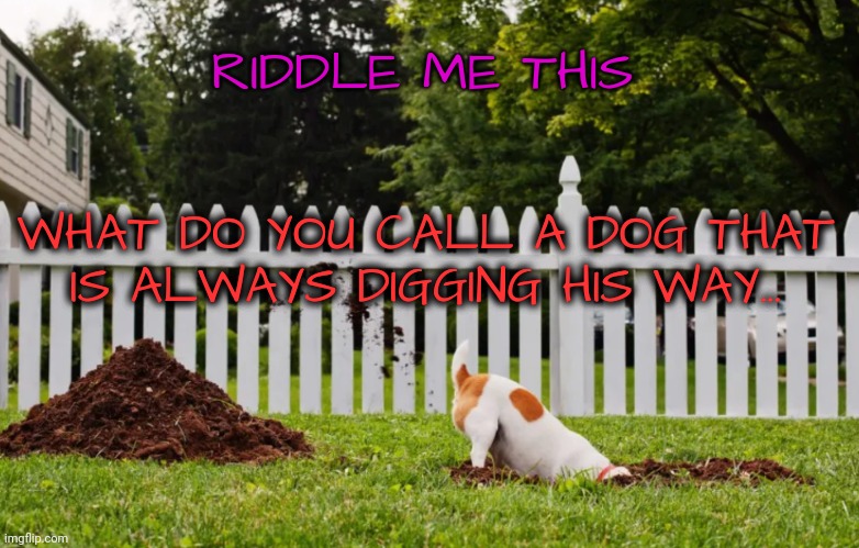 Riddle Me This | RIDDLE ME THIS; WHAT DO YOU CALL A DOG THAT IS ALWAYS DIGGING HIS WAY... | image tagged in riddle me this | made w/ Imgflip meme maker