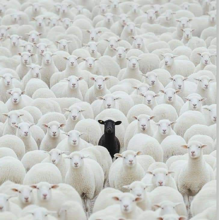 Black Sheep in white sheep herd Blank Meme Template