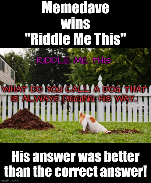 Riddle Quest | Memedave wins "Riddle Me This"; His answer was better than the correct answer! | image tagged in riddles,dog bad joke,bad jokes,fun | made w/ Imgflip meme maker