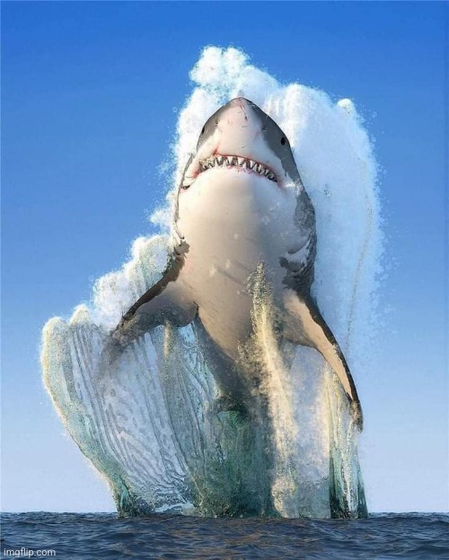 Jumping Shark | image tagged in sharks,awesome,photography,perfectly timed photo | made w/ Imgflip meme maker