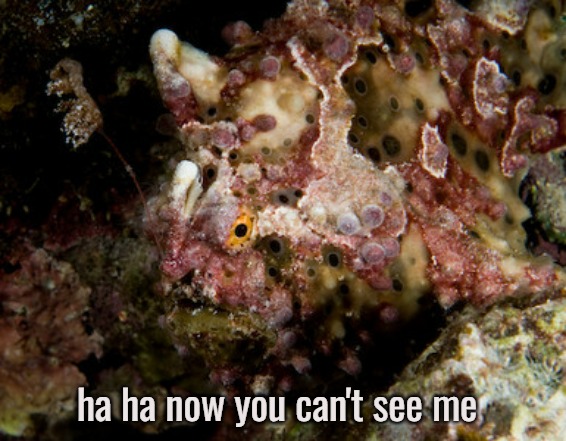 ha ha now you can't see me | made w/ Imgflip meme maker