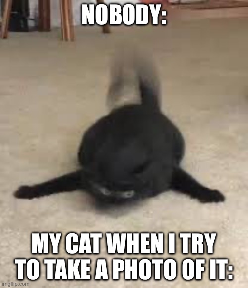 … | NOBODY:; MY CAT WHEN I TRY TO TAKE A PHOTO OF IT: | image tagged in cursed cat | made w/ Imgflip meme maker