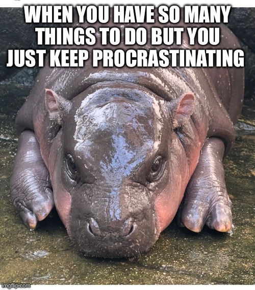 Procrastinating moo deng | WHEN YOU HAVE SO MANY THINGS TO DO BUT YOU JUST KEEP PROCRASTINATING | image tagged in lazy | made w/ Imgflip meme maker