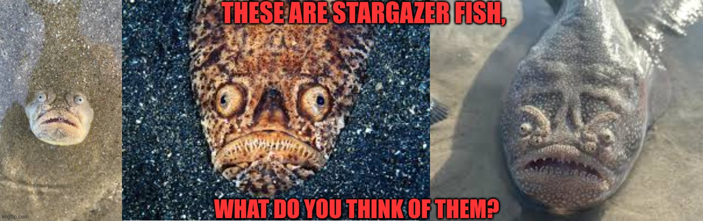 Debate the fish | THESE ARE STARGAZER FISH, WHAT DO YOU THINK OF THEM? | image tagged in fish,funny,scary,ocean | made w/ Imgflip meme maker