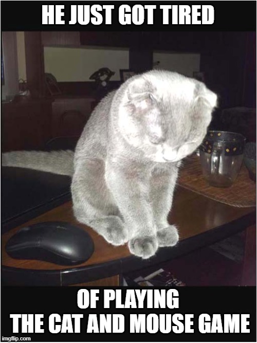 Not Much Of A Challenge ! | HE JUST GOT TIRED; OF PLAYING
 THE CAT AND MOUSE GAME | image tagged in cats,mouse,game | made w/ Imgflip meme maker