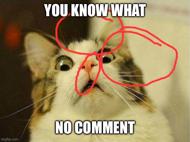 Scared Cat Meme | YOU KNOW WHAT; NO COMMENT | image tagged in memes,scared cat | made w/ Imgflip meme maker