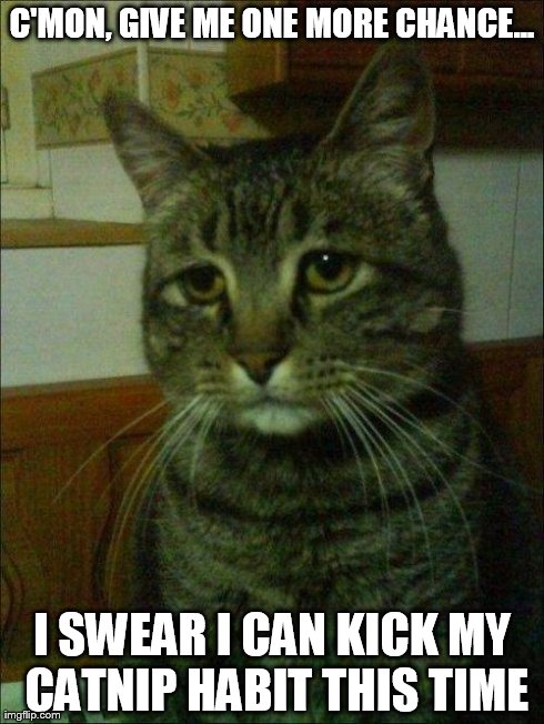 Catnip jones | C'MON, GIVE ME ONE MORE CHANCE... I SWEAR I CAN KICK MY CATNIP HABIT THIS TIME | image tagged in memes,funny,cats,drugs | made w/ Imgflip meme maker