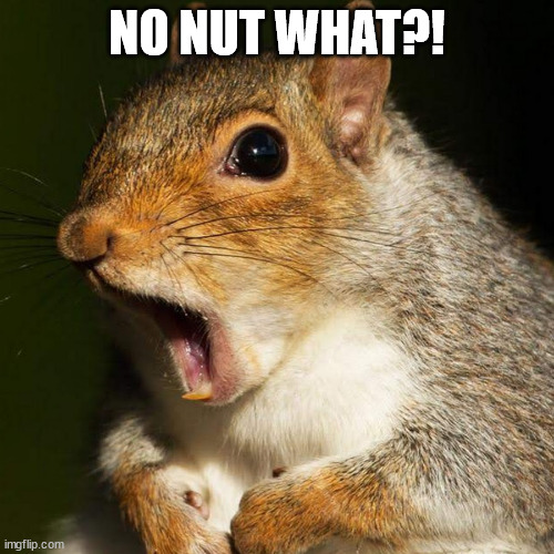 No nuts for you! | NO NUT WHAT?! | image tagged in no nut november,squirrel,shocked,surprise | made w/ Imgflip meme maker