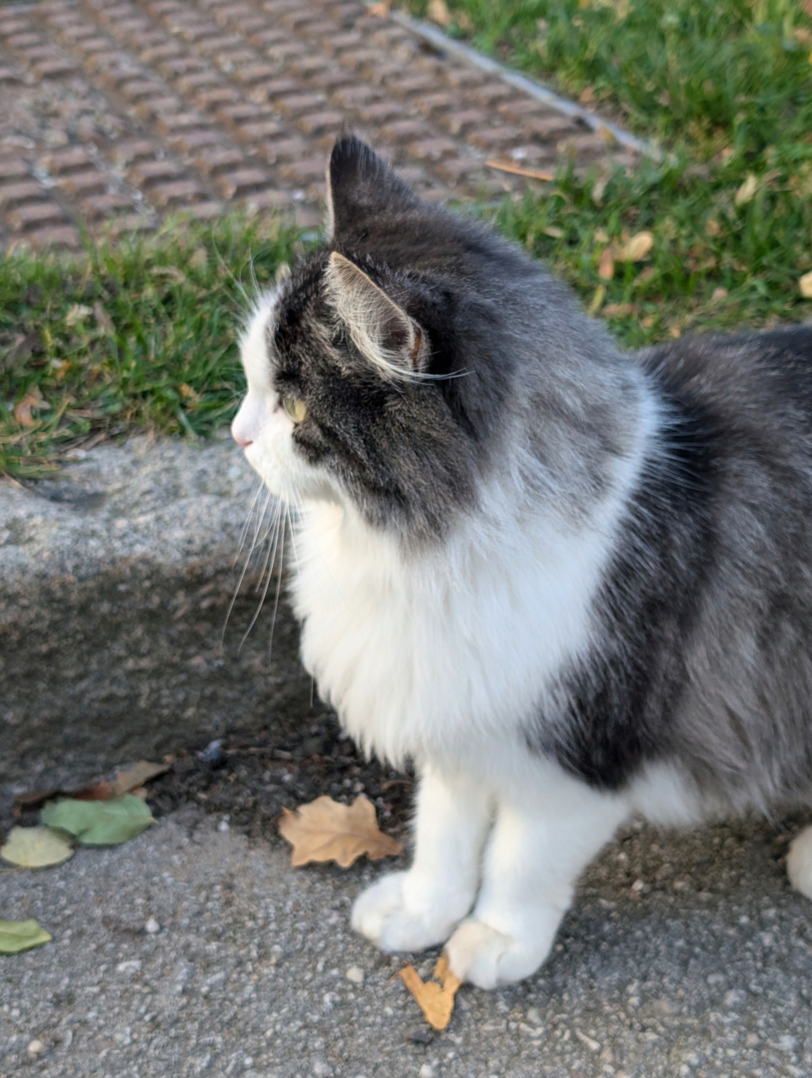 High Quality Cat lost in thought Blank Meme Template