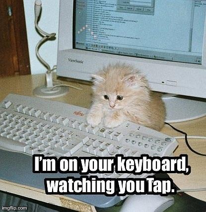 T | image tagged in keyboard cat | made w/ Imgflip meme maker