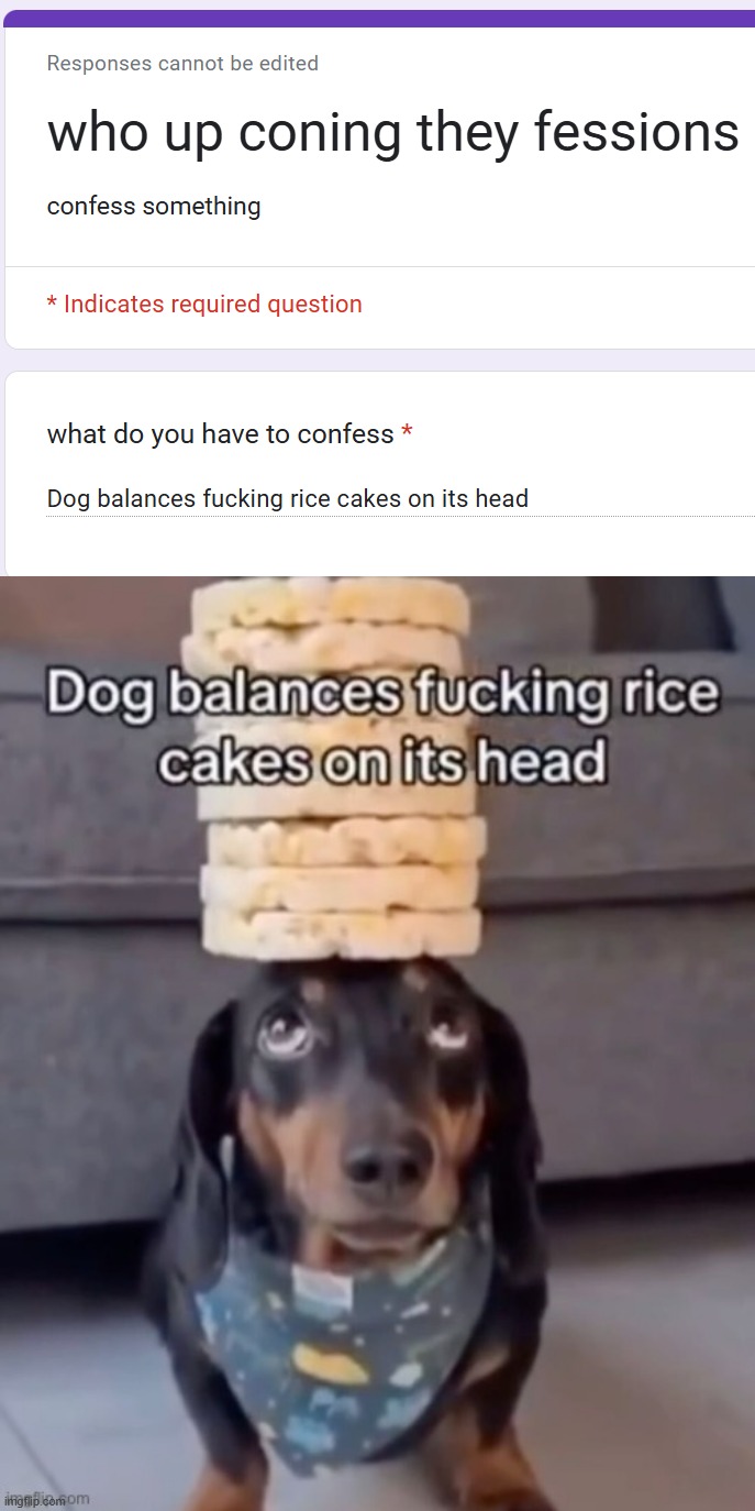 image tagged in dog balances rice cakes on its head | made w/ Imgflip meme maker
