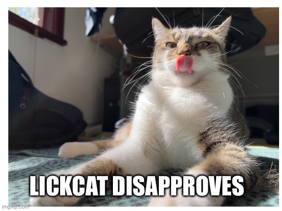 Lickcat Disapproves | LICKCAT DISAPPROVES | image tagged in cat | made w/ Imgflip meme maker