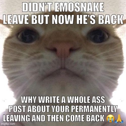 C’mon | DIDN’T EMOSNAKE LEAVE BUT NOW HE’S BACK; WHY WRITE A WHOLE ASS POST ABOUT YOUR PERMANENTLY LEAVING AND THEN COME BACK 😭🙏 | image tagged in staring cat/gusic | made w/ Imgflip meme maker