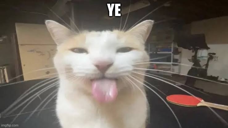 Milly the silly cat Bleh Cat | YE | image tagged in milly the silly cat bleh cat | made w/ Imgflip meme maker