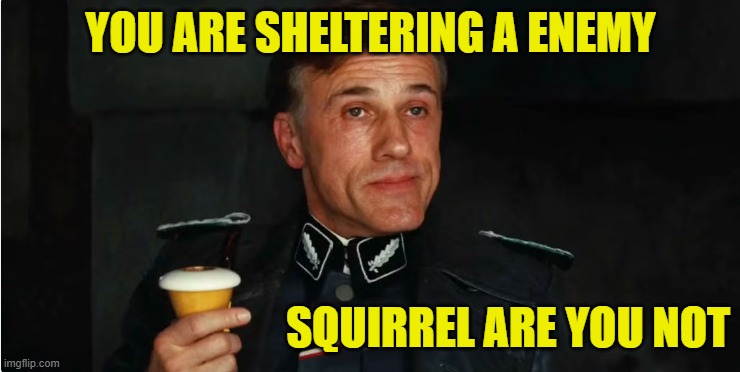 Enemy Squirrel | YOU ARE SHELTERING A ENEMY; SQUIRREL ARE YOU NOT | image tagged in squirrel,maga,make america great again,nyc,new york,euthanasia | made w/ Imgflip meme maker