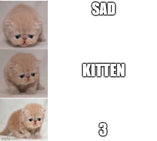 sad kitten 3 | SAD; KITTEN; 3 | image tagged in sad kitten 1 2 3 | made w/ Imgflip meme maker