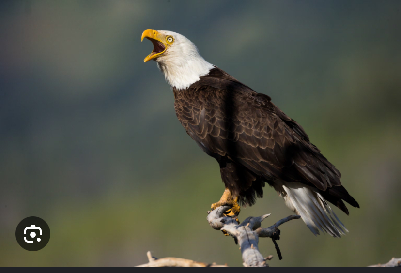 Eagle yell Blank Meme Template