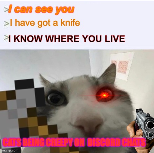 cats know English | I can see you; I have got a knife; I KNOW WHERE YOU LIVE; CATS BEING CREEPY ON  DISCORD CHATS | image tagged in cat looks inside | made w/ Imgflip meme maker