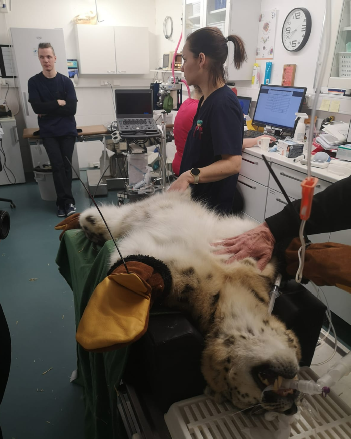 Snow leopard at the dentist Blank Meme Template