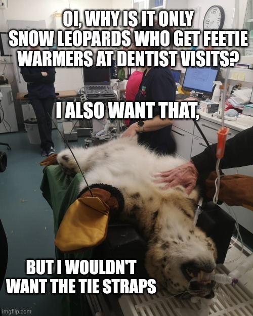 Snow leopard at the dentist | OI, WHY IS IT ONLY SNOW LEOPARDS WHO GET FEETIE WARMERS AT DENTIST VISITS? I ALSO WANT THAT, BUT I WOULDN'T WANT THE TIE STRAPS | image tagged in snow leopard at the dentist | made w/ Imgflip meme maker