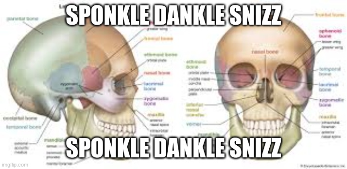 skull emoji detailed | SPONKLE DANKLE SNIZZ; SPONKLE DANKLE SNIZZ | image tagged in skull emoji detailed | made w/ Imgflip meme maker