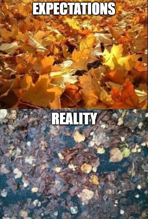 Leaves | EXPECTATIONS; REALITY | image tagged in funny,memes | made w/ Imgflip meme maker