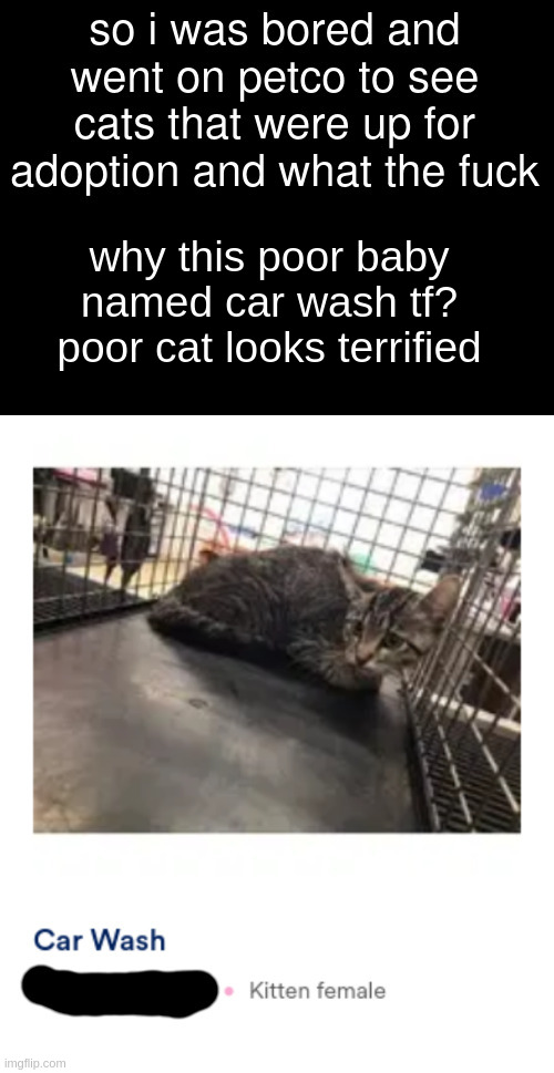 why this poor baby named car wash tf? poor cat looks terrified | made w/ Imgflip meme maker