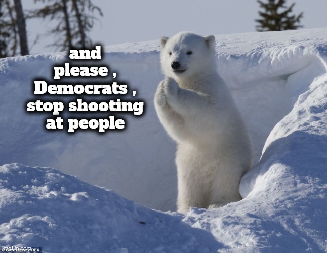 Pleading polar bear cub  | and please , Democrats , stop shooting at people | image tagged in pleading polar bear cub | made w/ Imgflip meme maker