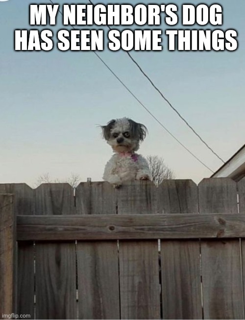 CREEPY DOG | MY NEIGHBOR'S DOG HAS SEEN SOME THINGS | image tagged in dog,funny dogs | made w/ Imgflip meme maker