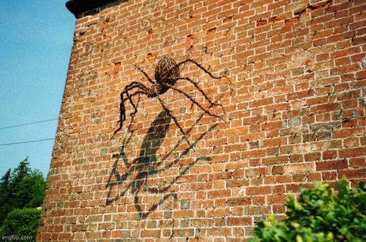 Big Spider Climbing wall | image tagged in big spider climbing wall | made w/ Imgflip meme maker