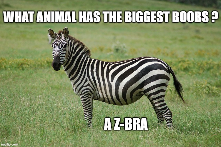 memes by Brad - Which animals has the biggest boobs ? - humor - | WHAT ANIMAL HAS THE BIGGEST BOOBS ? A Z-BRA | image tagged in fun,funny,animals,big boobs,bra,humor | made w/ Imgflip meme maker