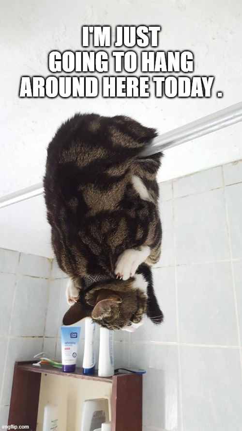 memes by Brad - This cat just wants to hang around today - humor | I'M JUST GOING TO HANG AROUND HERE TODAY . | image tagged in cats,funny,kitten,funny cat memes,cute kittens,humor | made w/ Imgflip meme maker