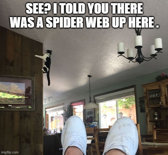 memes by Brad - Cat finds spider web on the ceiling - humor | SEE? I TOLD YOU THERE WAS A SPIDER WEB UP HERE . | image tagged in cats,funny,kitten,spider,web,humor | made w/ Imgflip meme maker