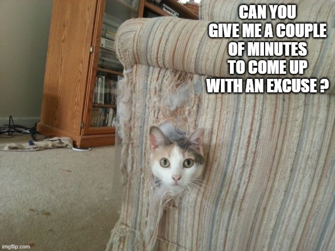 memes by Brad - The cat needs time to think of an excuse - humor - | CAN YOU GIVE ME A COUPLE OF MINUTES TO COME UP WITH AN EXCUSE ? | image tagged in funny,cats,kitten,humor,funny cat memes | made w/ Imgflip meme maker