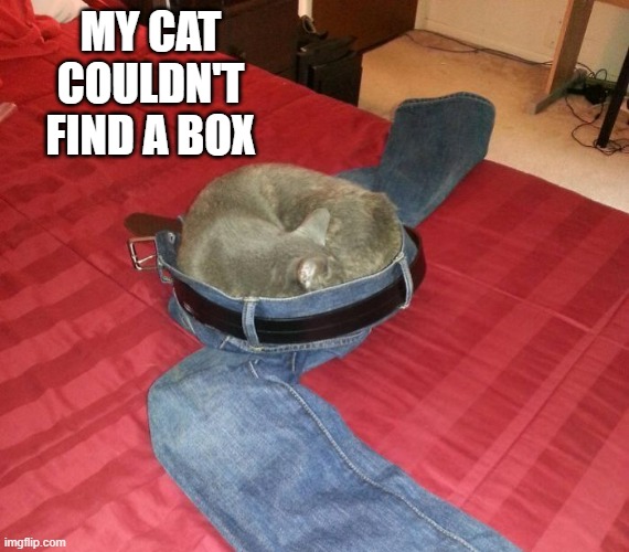 memes by Brad - My cat couldn't find a box to sleep in - humor - | MY CAT COULDN'T FIND A BOX | image tagged in cats,funny,kitten,sleeping cat,box,humor | made w/ Imgflip meme maker