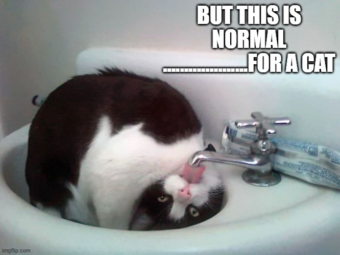 memes by Brad - Weird cat thinks he's being normal - humor | BUT THIS IS NORMAL ....................FOR A CAT | image tagged in cats,funny,kittens,funny cat memes,drinking,humor | made w/ Imgflip meme maker