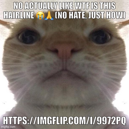 paste it yourself https://imgflip.com/i/9972pq | NO ACTUALLY LIKE WTF IS THIS HAIRLINE 😭🙏 (NO HATE, JUST HOW); HTTPS://IMGFLIP.COM/I/9972PQ | image tagged in staring cat/gusic | made w/ Imgflip meme maker