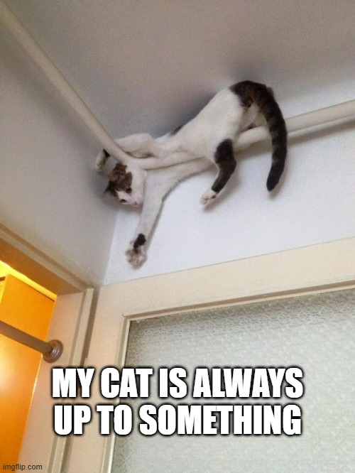 memes by Brad - My cat is always up to something - humor - | MY CAT IS ALWAYS UP TO SOMETHING | image tagged in cats,funny cat,kitten,funny,funny cat memes,humor | made w/ Imgflip meme maker