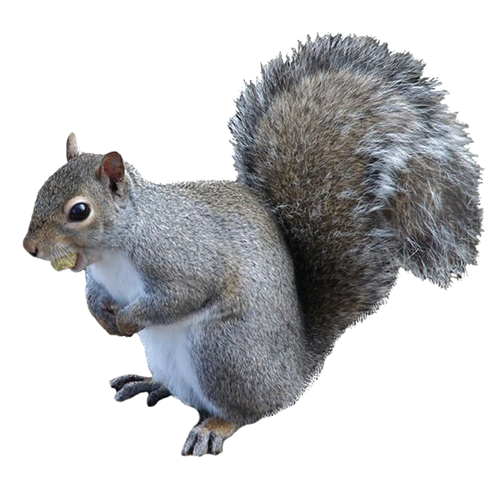 Squirrell Blank Meme Template