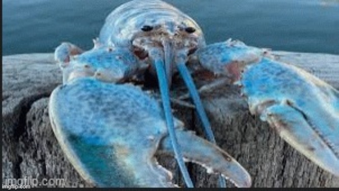 blue lobter | image tagged in blue lobter | made w/ Imgflip meme maker
