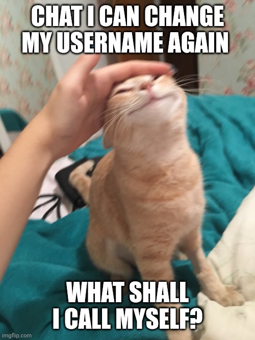 ? :3 | CHAT I CAN CHANGE MY USERNAME AGAIN; WHAT SHALL I CALL MYSELF? | image tagged in cat pat | made w/ Imgflip meme maker