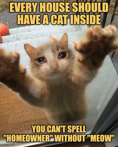 Little Orphan Kitty | EVERY HOUSE SHOULD HAVE A CAT INSIDE; YOU CAN'T SPELL "HOMEOWNER" WITHOUT "MEOW" | image tagged in crying sad cat trying to get into house,memes,picture punches,meow | made w/ Imgflip meme maker