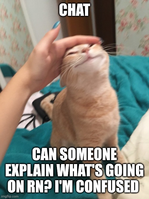 :3 | CHAT; CAN SOMEONE EXPLAIN WHAT'S GOING ON RN? I'M CONFUSED | image tagged in cat pat | made w/ Imgflip meme maker