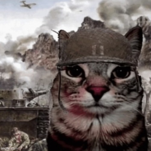 1000 yard stare cat | image tagged in 1000 yard stare cat | made w/ Imgflip meme maker