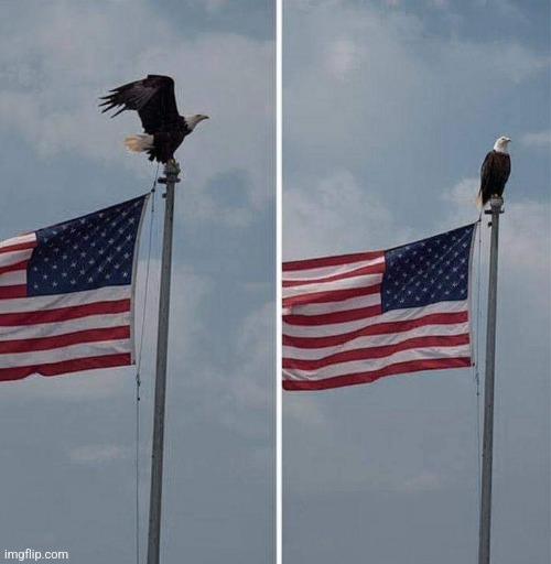 The most American thing you'll see today | image tagged in american flag,bald eagle,united states of america,awesome,photography | made w/ Imgflip meme maker