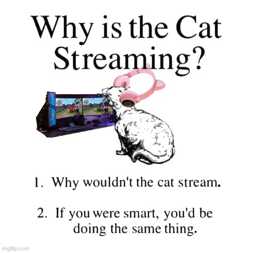 Why is the cat streaming | image tagged in why is the cat streaming | made w/ Imgflip meme maker