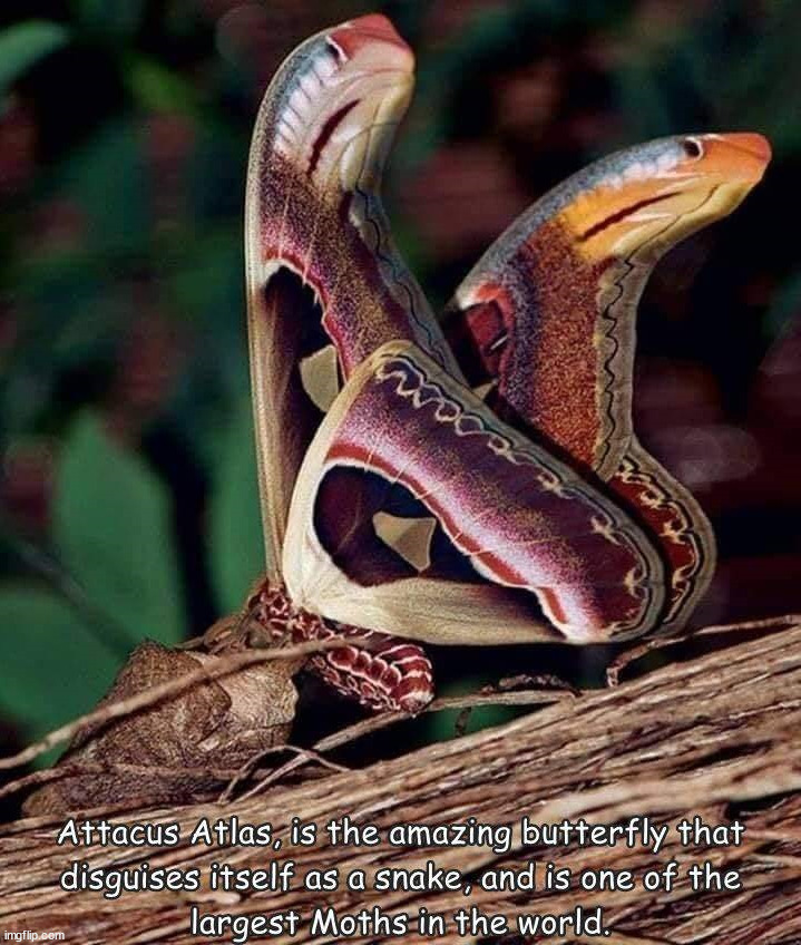 Sneaky snake | image tagged in science | made w/ Imgflip meme maker