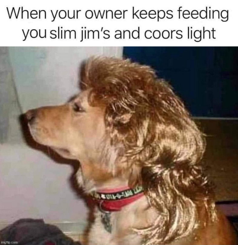 Mullet | image tagged in dogs | made w/ Imgflip meme maker